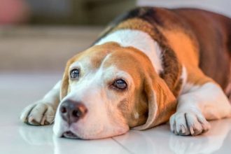 Η ασθένεια που προσβάλλει 1 στους 5 σκύλους άνω του ενός έτους - Συμπτώματα και τρόποι αντιμετώπισης