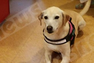 Πρώην αδέσποτο στον Πύργο έγινε σκύλος θεραπείας στην Ελβετία - ΦΩΤΟ