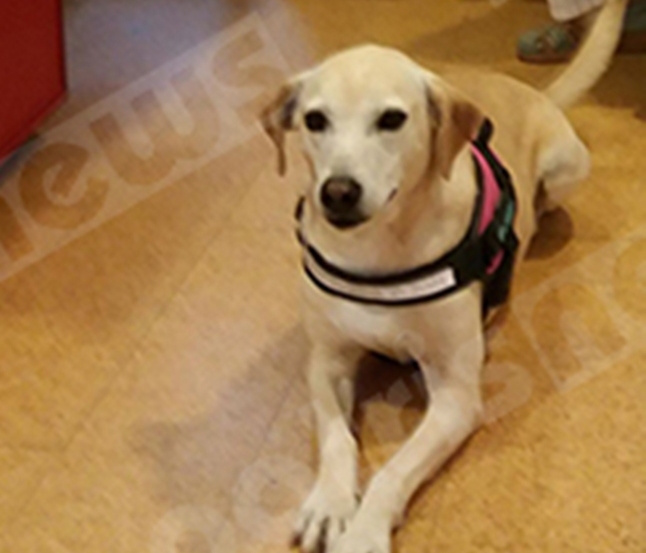 Πρώην αδέσποτο στον Πύργο έγινε σκύλος θεραπείας στην Ελβετία - ΦΩΤΟ