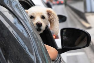 Πλαφόν σε σκύλους και γάτες σε πολυκατοικίες: Ποιες οι απαγορεύσεις για κατοικίδια
