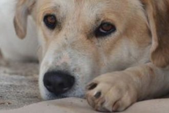 Κακουργηματική δίωξη σε δύο άνδρες για τη θανάτωση σκύλου επειδή έμπαινε σε στάνη