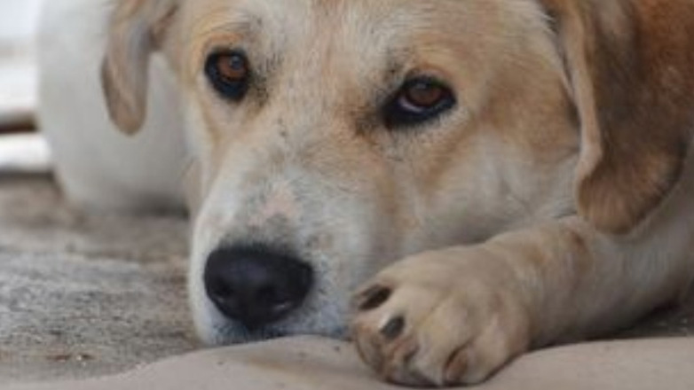 Κακουργηματική δίωξη σε δύο άνδρες για τη θανάτωση σκύλου επειδή έμπαινε σε στάνη