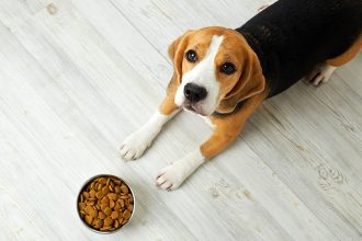 Το λάθος στην αποθήκευση ξηράς τροφής που μπορεί να αρρωσταίνει το κατοικίδιό σας