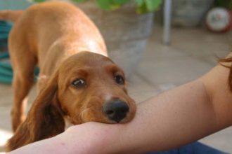 Δαγκώματα σκύλων: Πώς να τα προλάβετε και πώς αντιμετωπίζονται