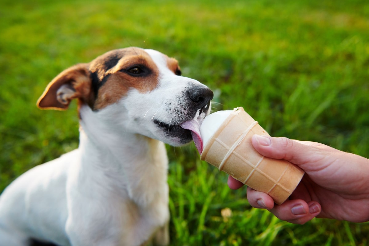 Αυτές οι ανθρώπινες τροφές κάνουν τον σκύλο σας υπέρβαρο