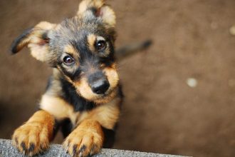 Ημέρα υιοθεσίας αδέσποτων ζώων συντροφιάς στα Καλάβρυτα