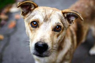 Έχουν τα αδέσποτα το δίκαιο με το μέρος τους; Η νομοθεσία στη χώρα μας