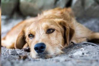 Ηλεία: Συνελήφθη γιατί ζούσαν τα σκυλιά του σε άθλιες συνθήκες