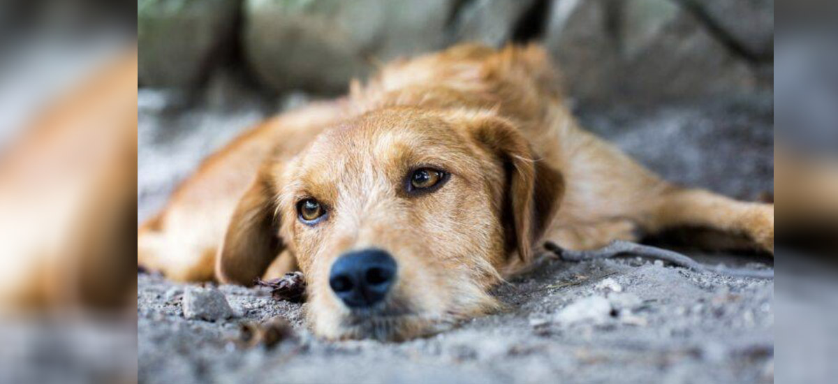 Ηλεία: Συνελήφθη γιατί ζούσαν τα σκυλιά του σε άθλιες συνθήκες