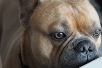 Το «στρες αποχωρισμού» του κηδεμόνα ενισχύει εκείνο του σκύλου του