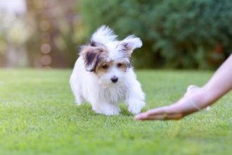 Γιατί ο σκύλος σας παραμένει γεμάτος ενέργεια και όρεξη για παιχνίδι ακόμα και μετά από μια μεγάλη βόλτα