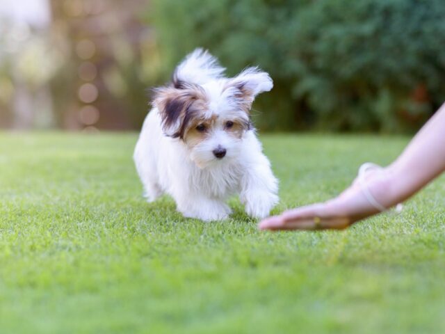 Γιατί ο σκύλος σας παραμένει γεμάτος ενέργεια και όρεξη για παιχνίδι ακόμα και μετά από μια μεγάλη βόλτα