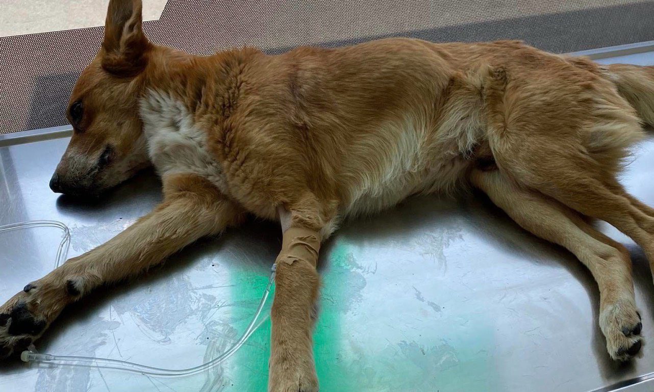 Αχαΐα: Σκύλος βρέθηκε σοβαρά τραυματισμένος με δύο σφαίρες στην πλάτη!