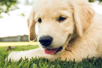 Τι να κάνετε αν ο σκύλος σας τρώει τα φυτά στο σπίτι