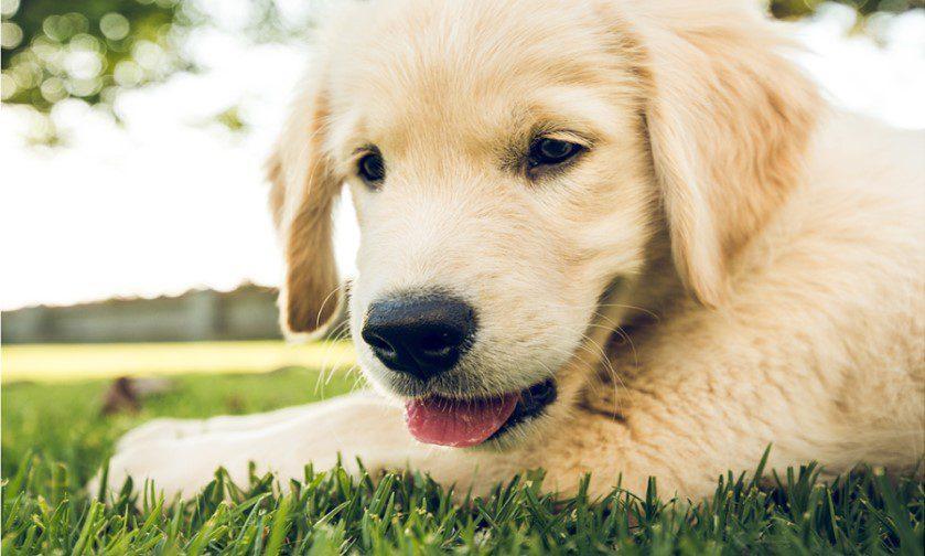 Τι να κάνετε αν ο σκύλος σας τρώει τα φυτά στο σπίτι