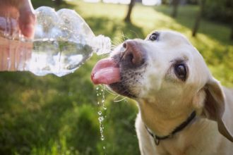 Πώς να προστατεύσετε τα κατοικίδια σας από τον καύσωνα