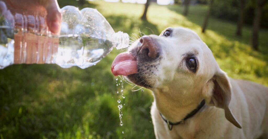 Πώς να προστατεύσετε τα κατοικίδια σας από τον καύσωνα