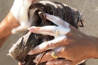 Το ιαπωνικό μυστικό ομορφιάς για πλούσια και λαμπερά μαλλιά