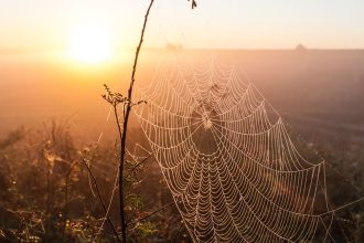 Το χρώμα που πρέπει να αποφεύγεις αν θες να ξεφορτωθείς τις αράχνες μια και καλή