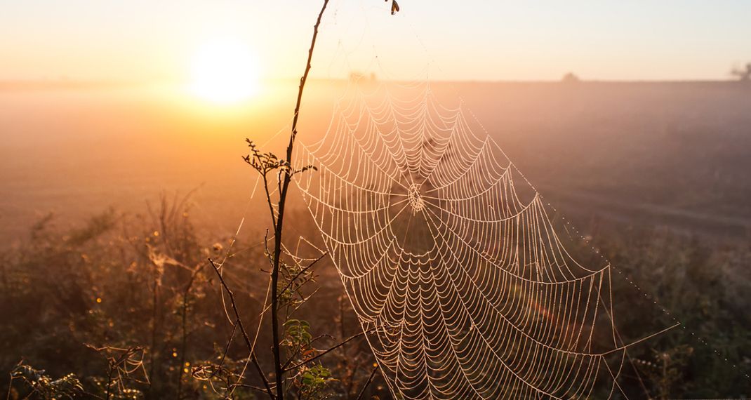 Το χρώμα που πρέπει να αποφεύγεις αν θες να ξεφορτωθείς τις αράχνες μια και καλή