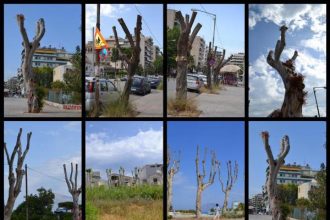 Να σταματήσει η καταστροφή των αστικών δέντρων - Ανακοίνωση 30 οργανώσεων