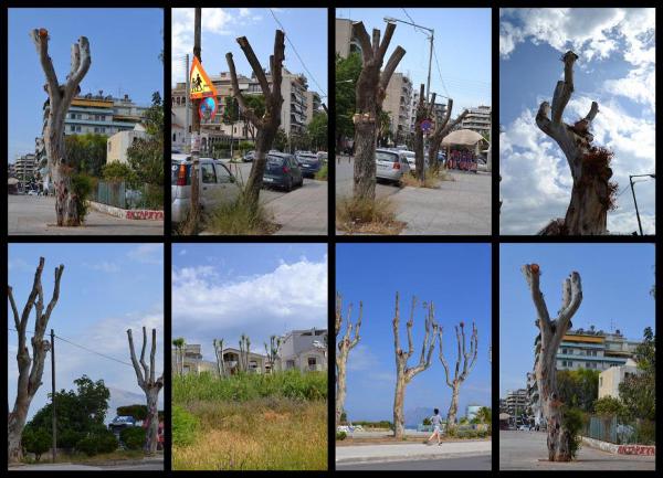 Να σταματήσει η καταστροφή των αστικών δέντρων - Ανακοίνωση 30 οργανώσεων