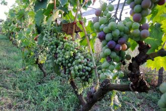 Σταφύλι «γίγας» στα Λαμπρέικα Αχαΐας – ΔΕΙΤΕ ΦΩΤΟΓΡΑΦΙΑ