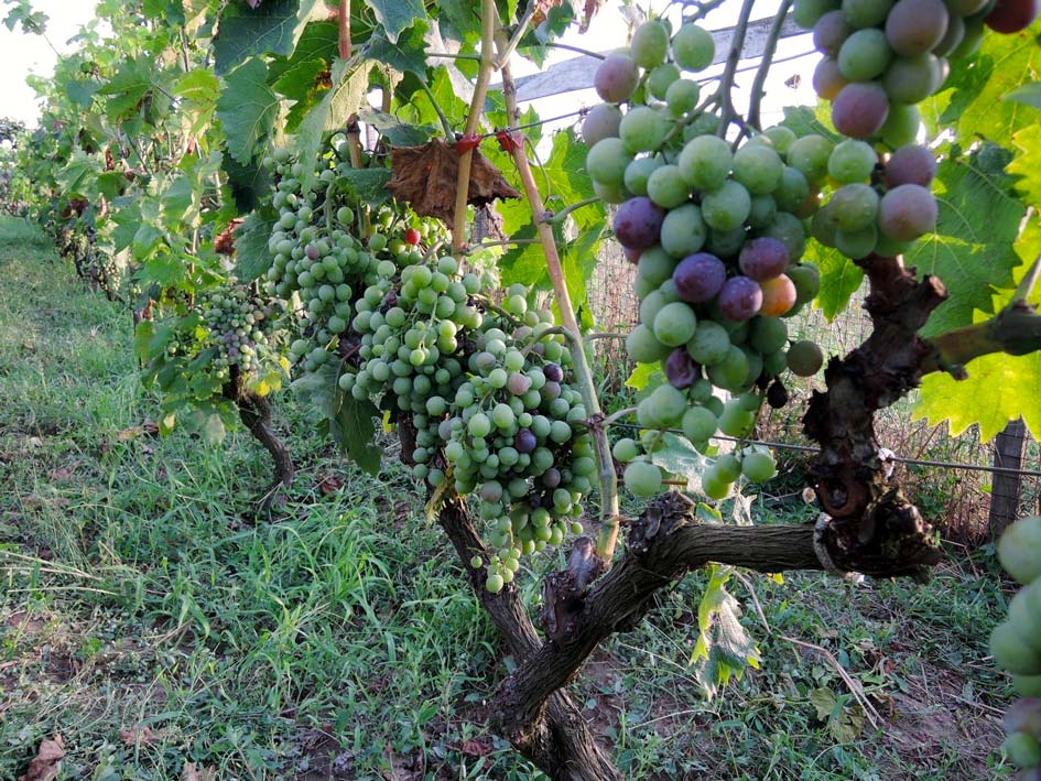 Σταφύλι «γίγας» στα Λαμπρέικα Αχαΐας – ΔΕΙΤΕ ΦΩΤΟΓΡΑΦΙΑ