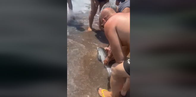 Νεογέννητο δελφίνι εμφανίστηκε σε παραλία του Αιγίου – ΒΙΝΤΕΟ