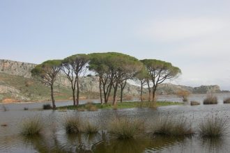 Το δάσος της Στροφυλιάς από ψηλά! Δείτε ένα μοναδικό ΒΙΝΤΕΟ