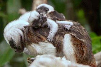Δίδυμα μίνι μαϊμουδάκια σπάνιου είδους γεννήθηκαν σε ζωολογικό κήπο της Βρετανίας