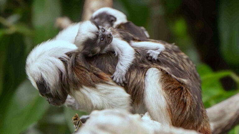 Δίδυμα μίνι μαϊμουδάκια σπάνιου είδους γεννήθηκαν σε ζωολογικό κήπο της Βρετανίας