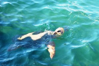 Caretta caretta: Καταγραφή της ωοτοκίας στις αμμώδεις παραλίες της Δυτικής Ελλάδας