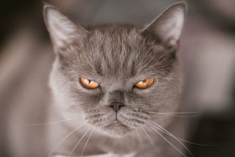 12 σημάδια ότι η γάτα σας είναι θυμωμένη μαζί σας