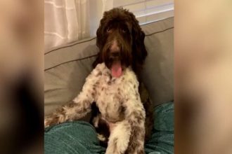 Σκύλος έφαγε 4.000 δολάρια από το αφεντικό του