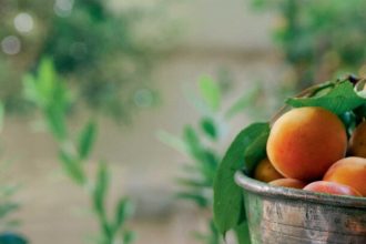 Τούρτα σοκολάτα με ψητά βερίκοκα