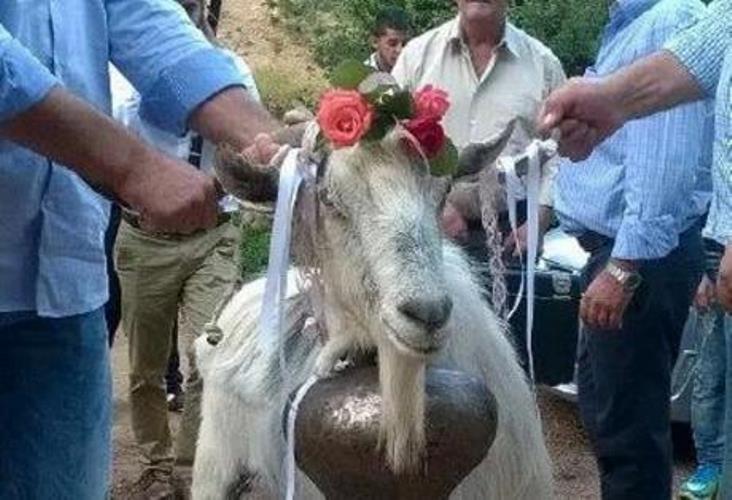 Καλάβρυτα: Η νύφη και ο ... τράγος! ΦΩΤΟΓΡΑΦΙΕΣ