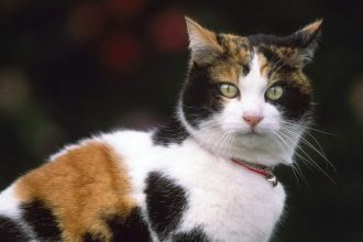 Τα γαλακτοκομικά προϊόντα δεν πρέπει να λείπουν από το μενού της γάτας - Ισχύει;