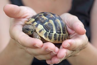 Χελωνάκια ως κατοικίδια: Όλα όσα πρέπει να ξέρετε