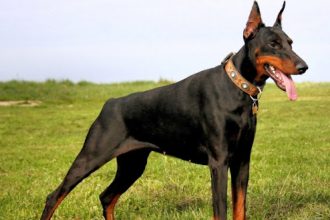 Ντόμπερμαν: Στοργικός, προστάτης, πανέξυπνος και δραστήριος