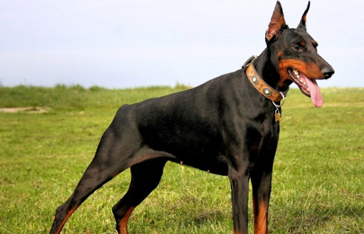 Ντόμπερμαν: Στοργικός, προστάτης, πανέξυπνος και δραστήριος