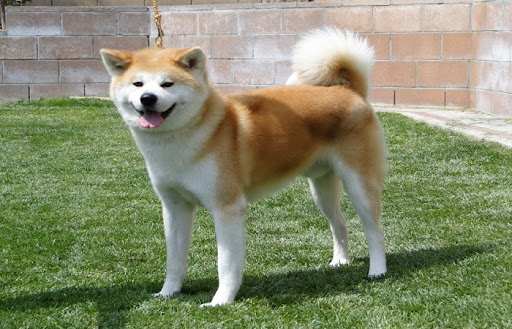 Όσα πρέπει να γνωρίζετε για τα Ιαπωνικά Ακίτα