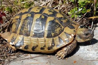 Πόσα χρόνια ζουν οι χελώνες