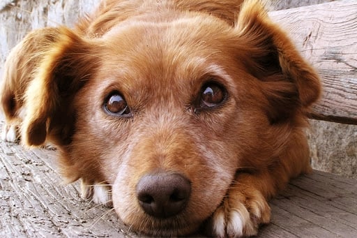 Γιατί το πλάσμα που θα βάλετε στο σπίτι σας θα σας ευγνωμονεί για πάντα