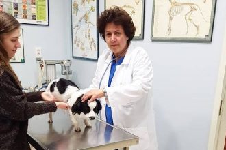 Η Παγκόσμια Ημέρα για τα Αδέσποτα Ζώα δεν είναι γιορτή