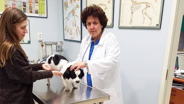 Η Παγκόσμια Ημέρα για τα Αδέσποτα Ζώα δεν είναι γιορτή