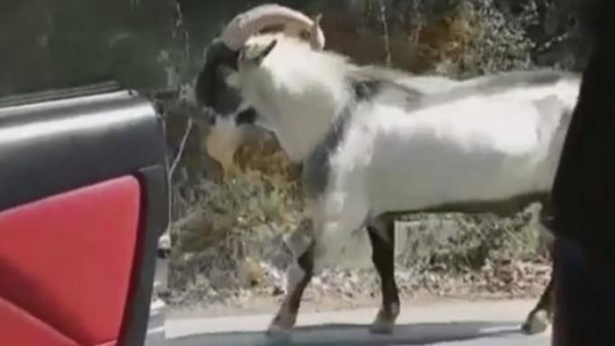 Απολαυστικό kiki challenge με τράγο - ΒΙΝΤΕΟ