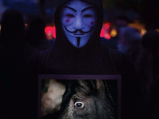 Πάτρα: Δράση για τα ζώα το Σάββατο από τους Anonymous