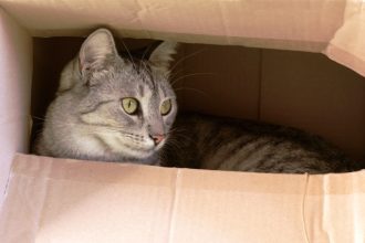 Γιατί κρύβεται η γάτα σας
