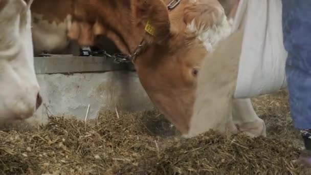 Δυτ. Ελλάδα: Ανεπιτήρητα ζώα έφαγαν σανό 7.500 ευρώ - Συνελήφθη 55χρονος